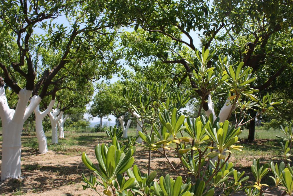 Santa Severina Azienda Agrituristica Biologica Il Querceto מראה חיצוני תמונה