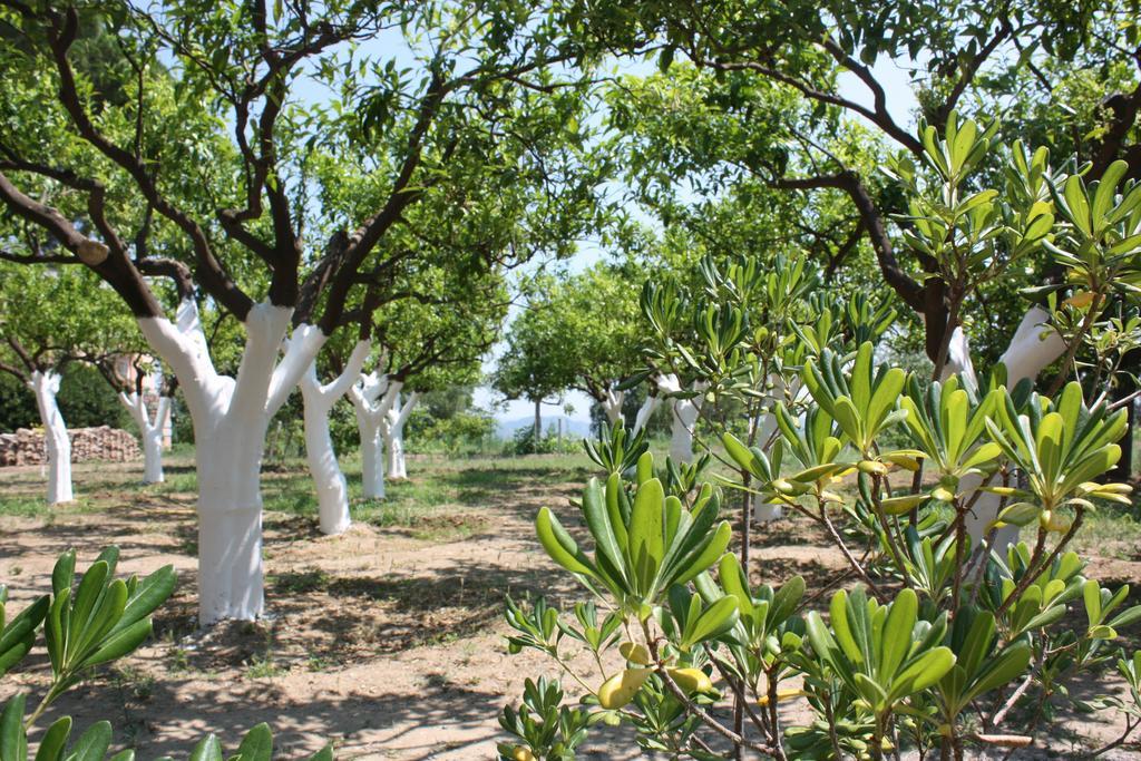 Santa Severina Azienda Agrituristica Biologica Il Querceto מראה חיצוני תמונה
