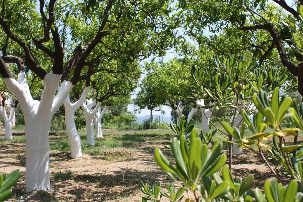 Santa Severina Azienda Agrituristica Biologica Il Querceto מראה חיצוני תמונה